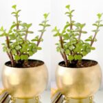 Metal GOL Flower Pot (Pack of 2 Pcs) for Decoration of Flowers with Gold Powder Coated Color Flower Pot for Home & Garden Decoration