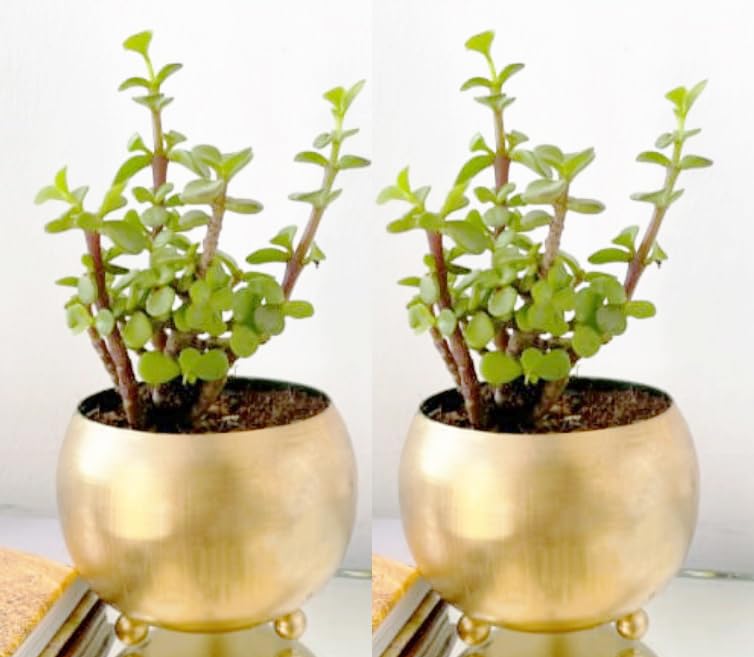 Metal GOL Flower Pot (Pack of 2 Pcs) for Decoration of Flowers with Gold Powder Coated Color Flower Pot for Home & Garden Decoration